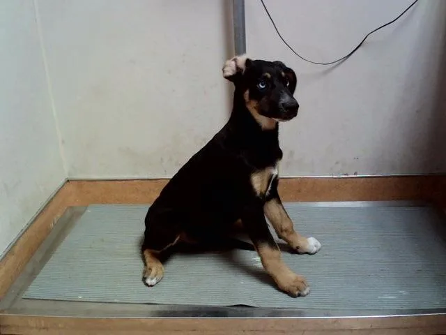 A baby small-sized female German Shepherd Dog dog named Capella for adoption in Martinez, CA