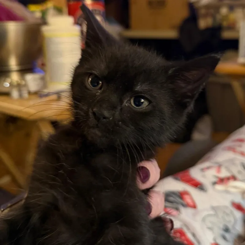 A baby small-sized male Black Domestic Short Hair cat named Gaston Willingham for adoption in Woodstock, VA