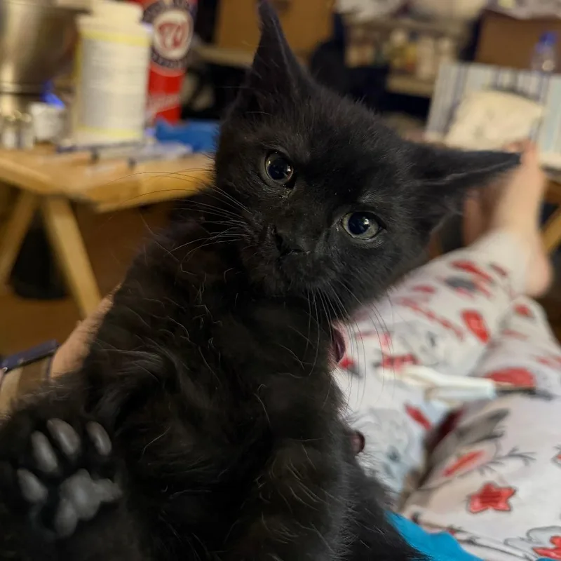 Gaston Willingham thumbnail 2