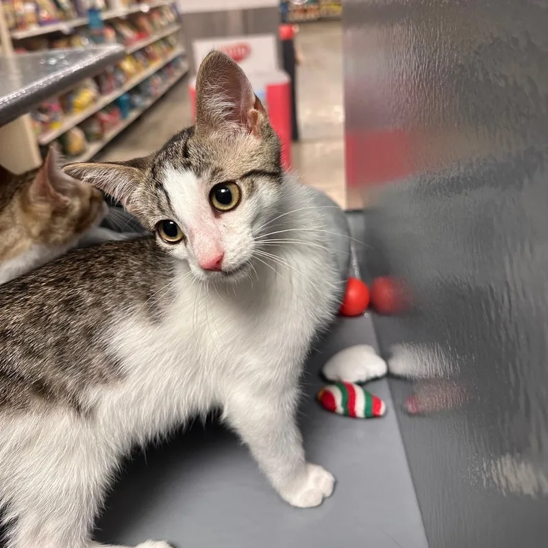 A baby medium-sized male White Domestic Short Hair cat named Iron for adoption in Wantagh, NY