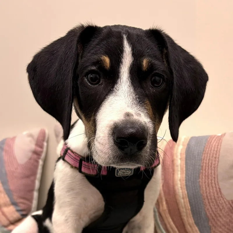 A baby medium-sized female White / Cream Hound dog named Lily for adoption in Albany, NY