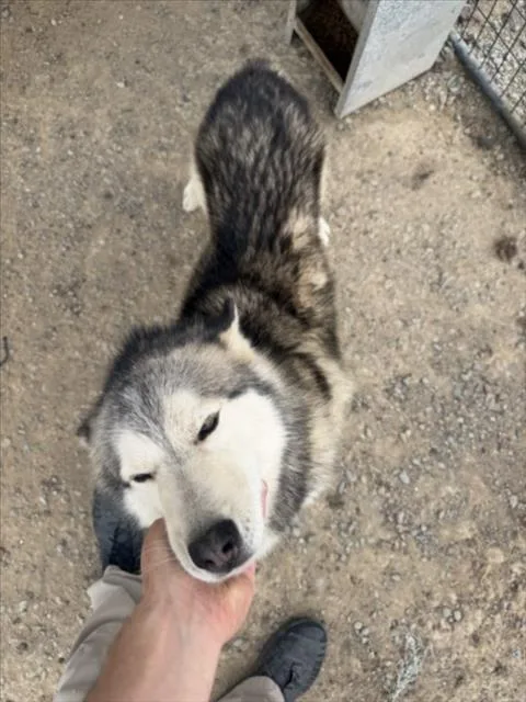 A young large-sized male Husky dog named Cilantro for adoption in Tracy, CA