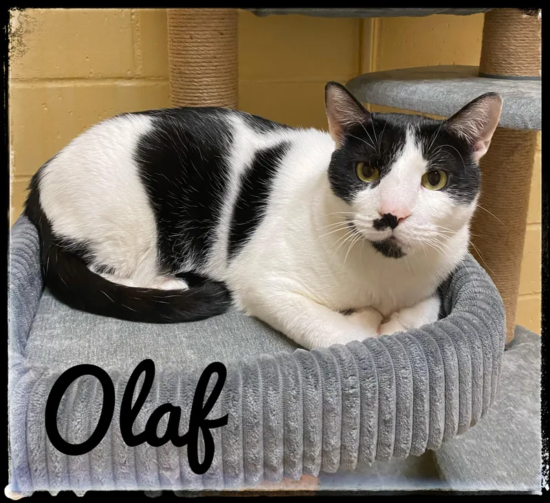 An adult extra large-sized male Domestic Short Hair cat named Olaf for adoption in El Cajon, CA