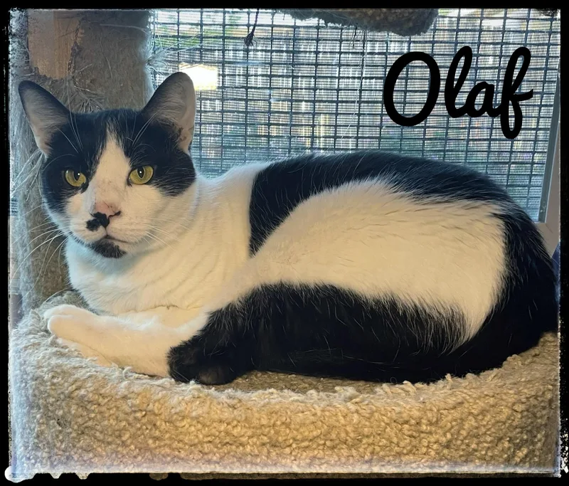 Olaf thumbnail 2