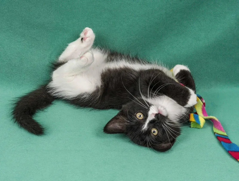 A young medium-sized female Black & White / Tuxedo Domestic Short Hair cat named Otisco for adoption in Davis, CA