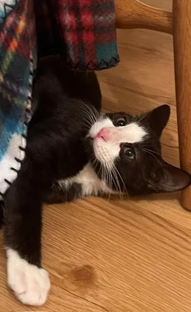 A young small-sized male Domestic Short Hair cat named B Oreo PetSmart Summerville for adoption in North Charleston, SC