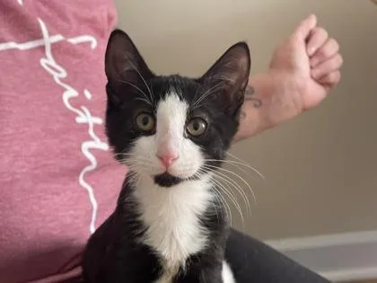B Oreo PetSmart Summerville thumbnail 2