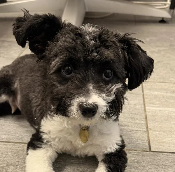 A young small-sized male Poodle dog named Mondo for adoption in Golden, CO
