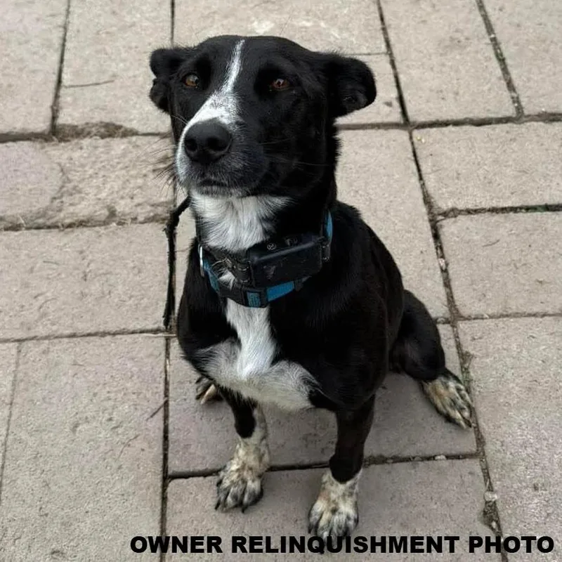 An adult medium-sized female Black Mixed Breed dog named Jazz for adoption in Portland, OR