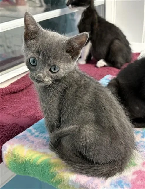A baby small-sized male Domestic Short Hair cat named Crockett for adoption in Statesville, NC