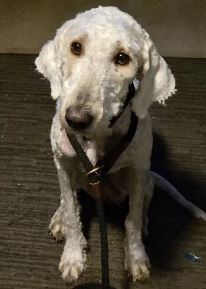 An adult medium-sized female Standard Poodle dog named Cinderella for adoption in Malvern, PA