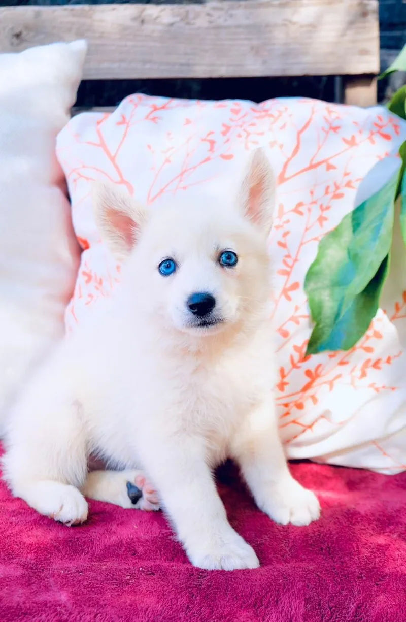 A baby large-sized female Siberian Husky dog named Opalite for adoption in San Diego, CA