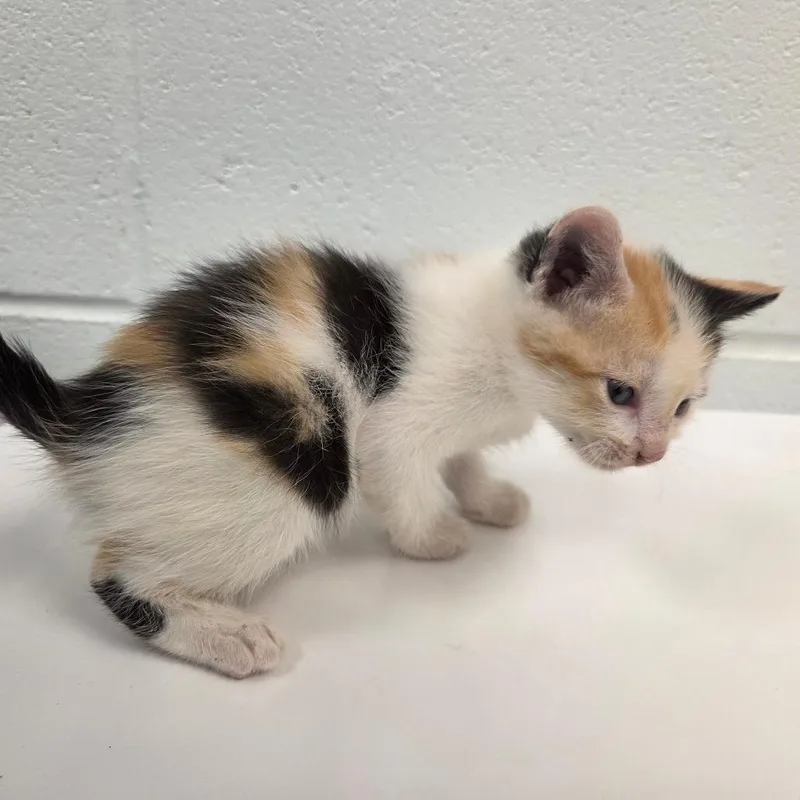 A baby small-sized female Calico Domestic Short Hair cat named Crookshanks for adoption in Chattanooga, TN