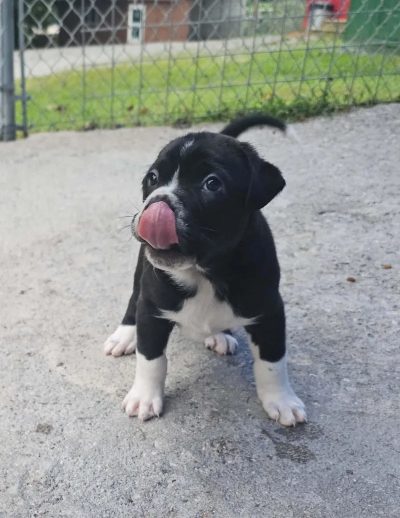 A baby small-sized male Mixed Breed dog named Ash for adoption in Talbott, TN