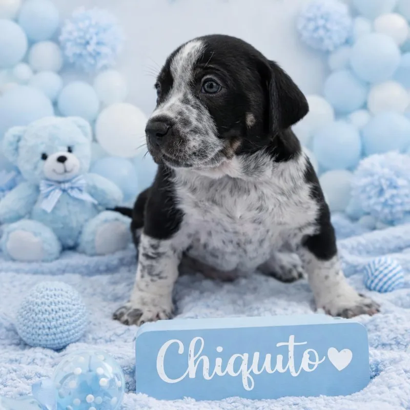 A baby small-sized male Black Mixed Breed dog named Chiquito for adoption in Durham, NC