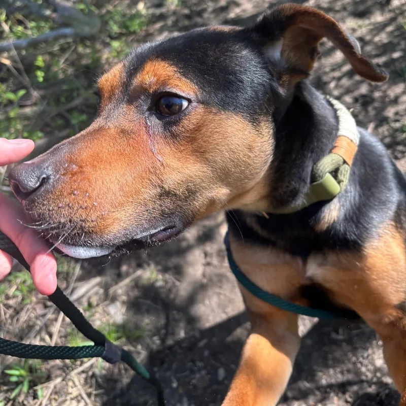A young small-sized male Black Mixed Breed dog named Lucky for adoption in Grand Rapids, MI