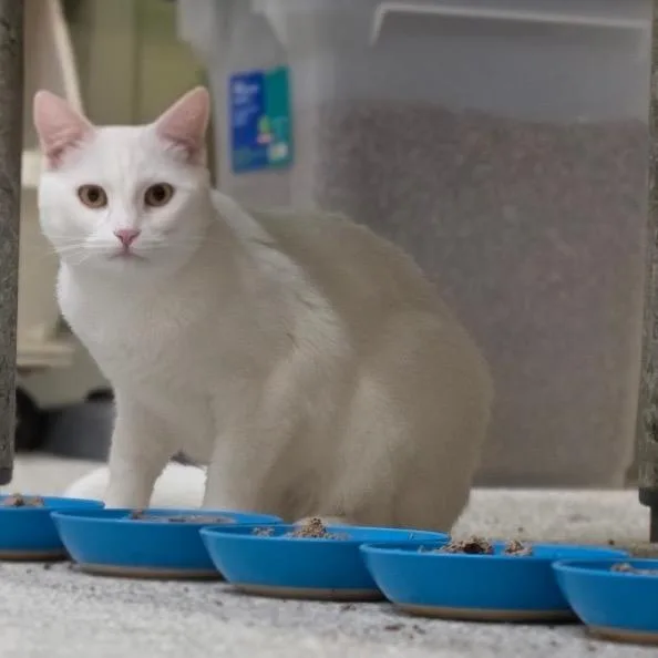 A young small-sized female White Domestic Short Hair cat named Chalky for adoption in Mount Juliet, TN