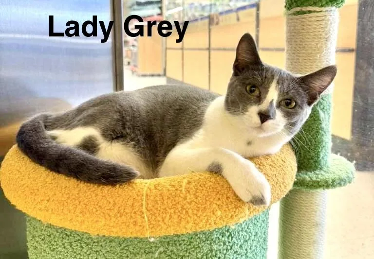 Lady Grey & Earl thumbnail 2