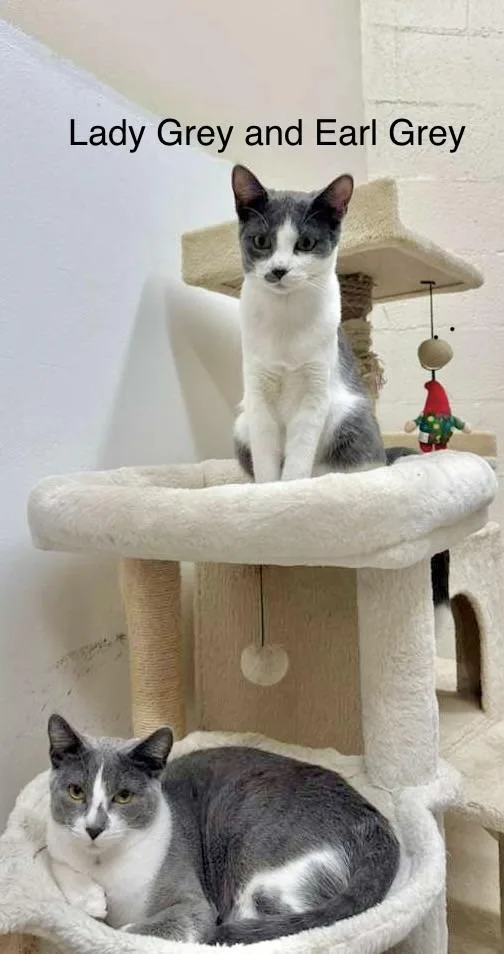 Lady Grey & Earl thumbnail 3