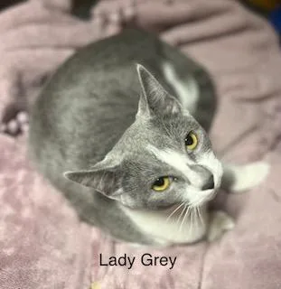 Lady Grey & Earl thumbnail 4