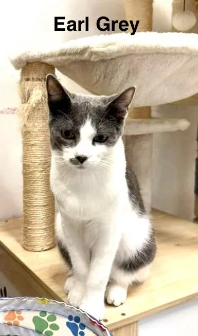 Lady Grey & Earl thumbnail 5