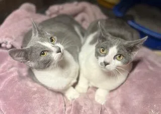 Lady Grey & Earl thumbnail 6