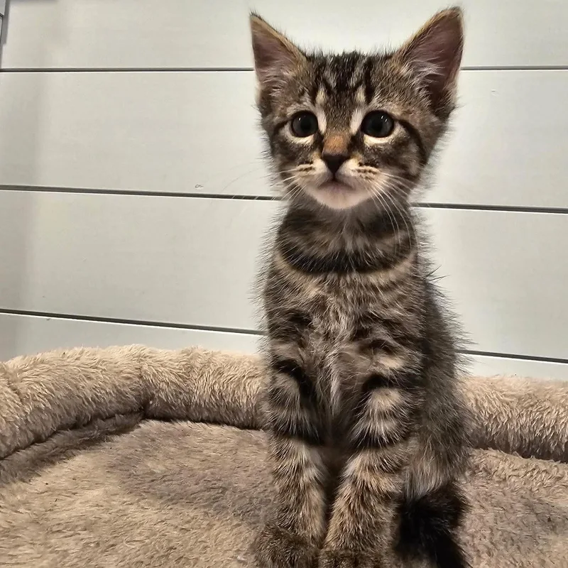 A baby medium-sized male Tabby (Buff / Tan / Fawn) Domestic Short Hair cat named Knight for adoption in Caldwell, TX