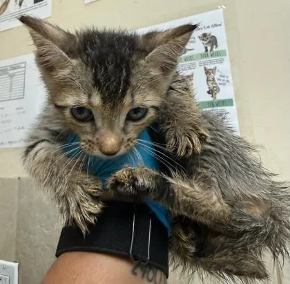 A baby small-sized female Domestic Short Hair cat named Spirit for adoption in Honolulu, HI