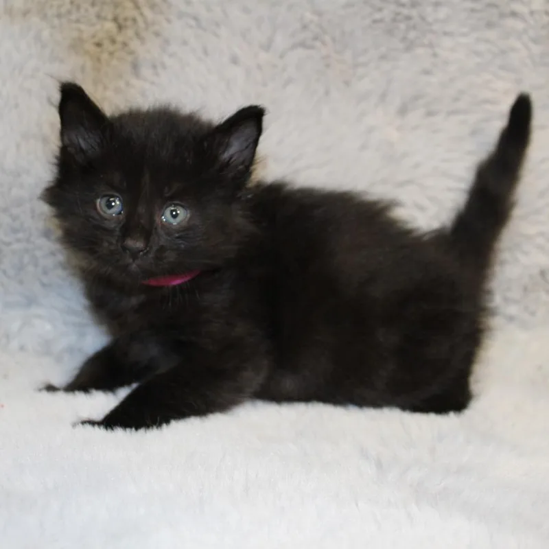 A baby small-sized female Black Domestic Long Hair cat named Hibiscus for adoption in Auburn, AL