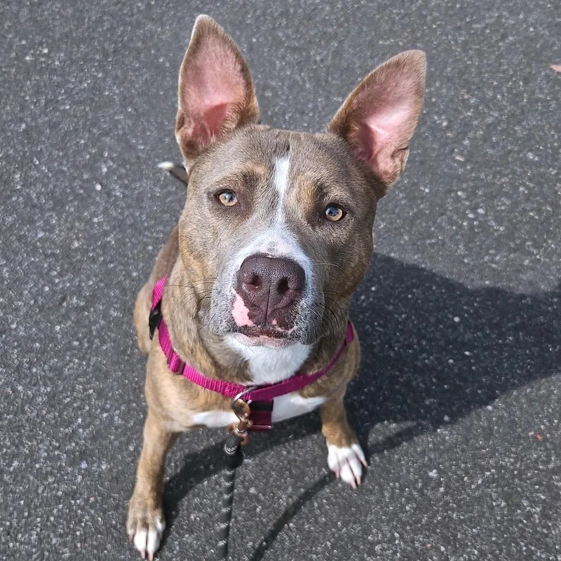 An adult medium-sized female Gray / Blue / Silver Pit Bull Terrier dog named Celine for adoption in East Hampton, NY