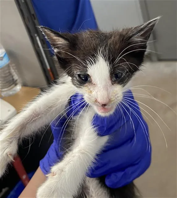 A baby medium-sized male Domestic Short Hair cat named Tomas for adoption in Dallas, TX