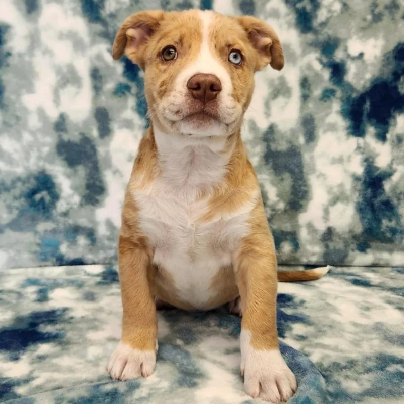 A baby large-sized male Pit Bull Terrier dog named Butter for adoption in Benld, IL
