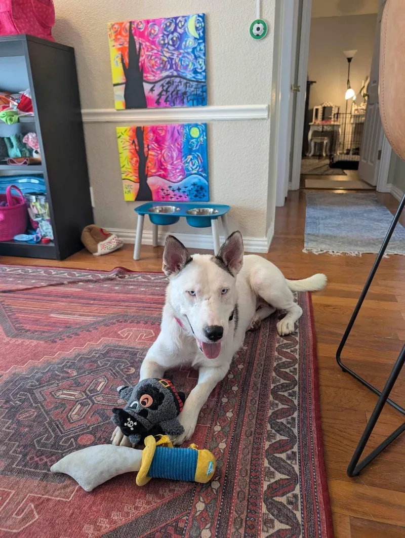 An adult medium-sized female Husky dog named Jade for adoption in Pflugerville, TX