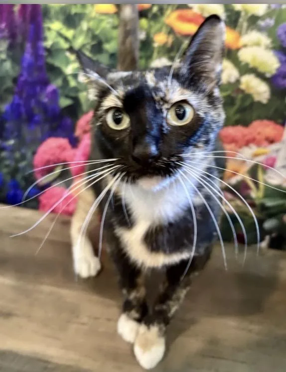An adult medium-sized female Calico cat named Fromaggia for adoption in Cincinnati, OH