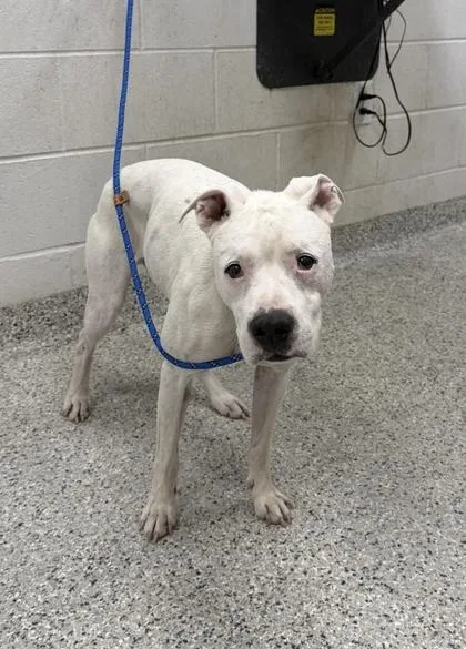 An adult medium-sized male White / Cream Mixed Breed dog named Moose for adoption in Kansas City, MO