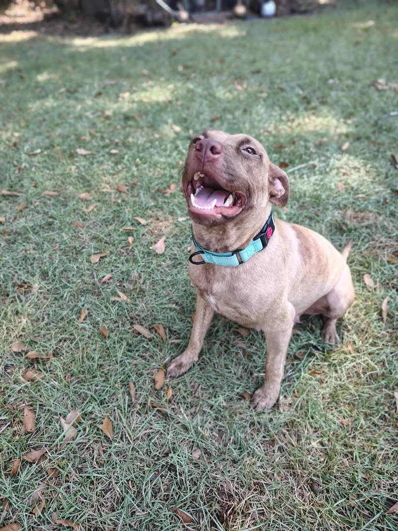 An adult medium-sized female Pit Bull Terrier dog named Peanut for adoption in Ellaville, GA