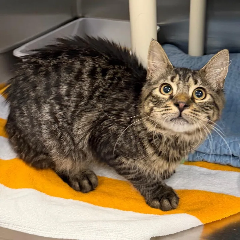 A young medium-sized male Brown / Chocolate Domestic Short Hair cat named Baked Beans for adoption in Wilmington, DE