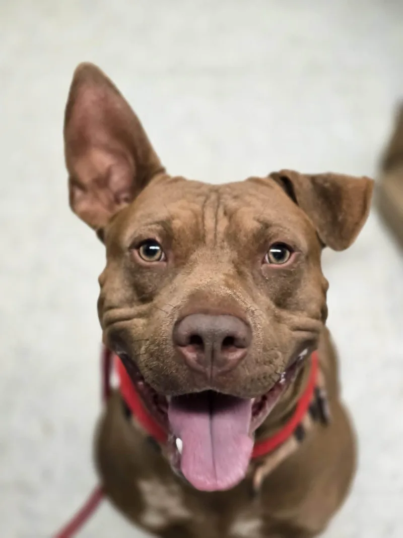 A young medium-sized male Pit Bull Terrier dog named Velcro for adoption in Grants Pass, OR