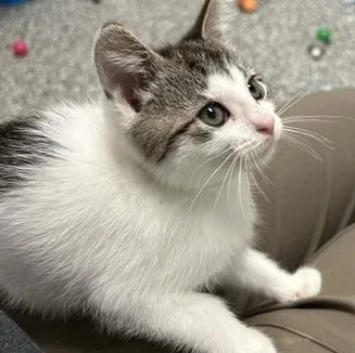 A baby medium-sized female Domestic Short Hair cat named Shishito for adoption in Bryan, OH