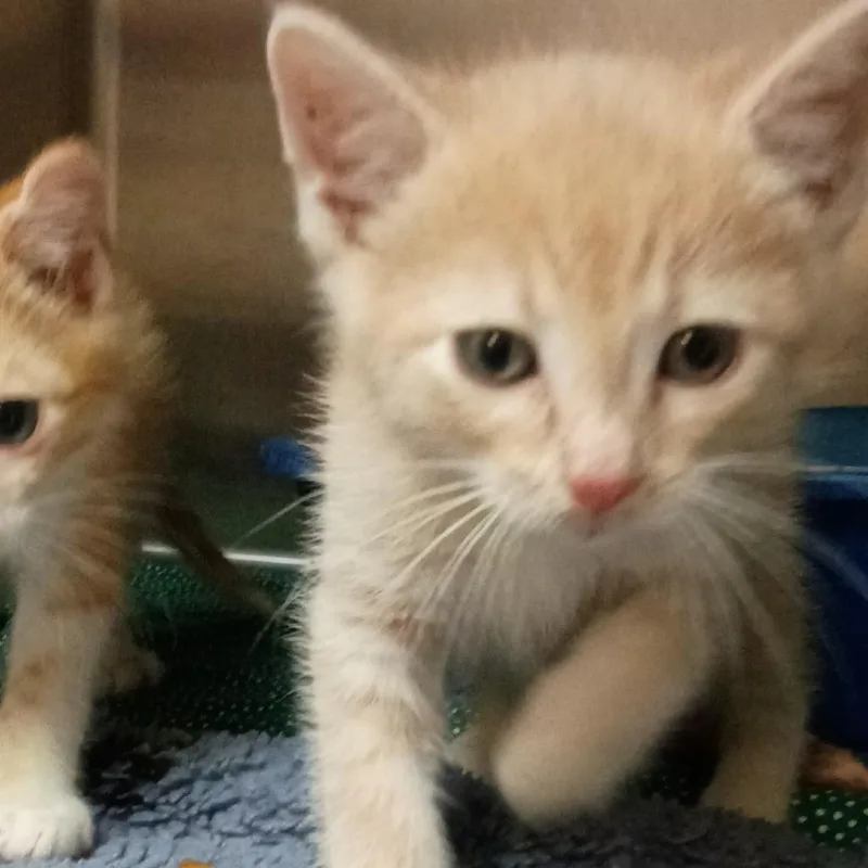 A baby small-sized male Orange / Red Domestic Short Hair cat named Bumble K for adoption in Corsicana, TX