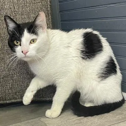 An adult medium-sized female Black Domestic Short Hair cat named Leah C for adoption in Princeton, MN
