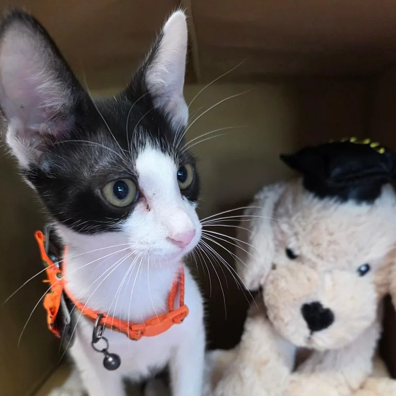 A baby medium-sized male Black & White / Tuxedo Domestic Medium Hair cat named Bradley Cooper for adoption in Wiggins, MS