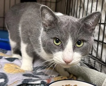 An adult small-sized male Domestic Short Hair cat named Oneil for adoption in Phoenix, AZ