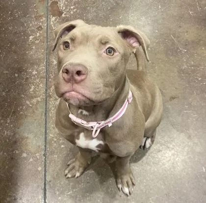 A baby medium-sized female Mixed Breed dog named Beauty for adoption in Cincinnati, OH