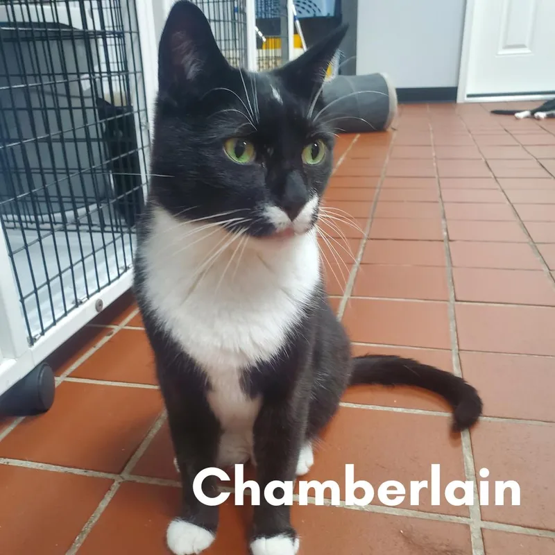 An adult medium-sized male Black & White / Tuxedo Domestic Short Hair cat named Chamberlain for adoption in New Haven, CT