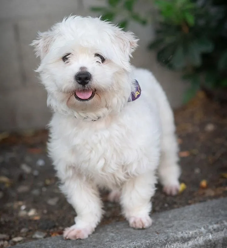 Squeegee thumbnail 2