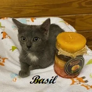 A baby medium-sized male Domestic Short Hair cat named Basil of Baker Street for adoption in Southern Pines, NC