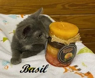 Basil of Baker Street thumbnail 3