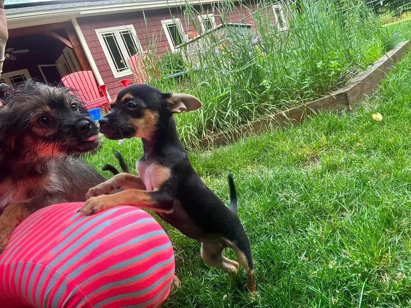 A baby small-sized female Black Chihuahua dog named Elizabeth for adoption in BONIFAY, FL