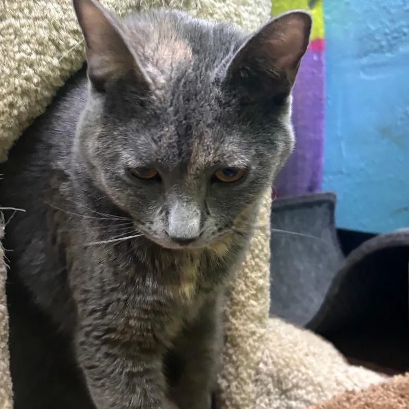 A young medium-sized female Gray / Blue / Silver Domestic Short Hair cat named Sally for adoption in Springfield, MO